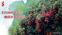 荔枝